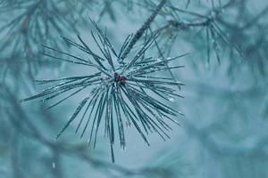 neve nas folhas de pinheiro na temporada de inverno foto