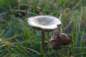 pequenos cogumelos em um campo verde foto