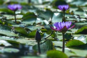 roxo, rosa, azul, água, lírio, aquático, flor, nymphaea nouchali, nymphaea stellata, lagoa, flor, foco, foto