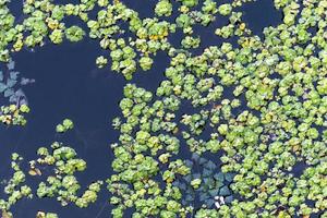 alface de água, pistia stratiotes, verde, selvagem, viveiro, terrário, aquário, aquático, água, lagoa, planta, emergente, vegetação foto