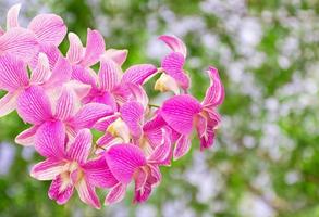 orquídea rosa fresca com fundo bokeh