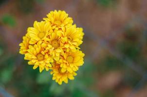 fechado de fundo de flor de crisântemo de cor amarela foto