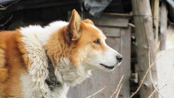 cachorro bravo. retrato de um cachorro vermelho. foto de perto de um cachorro