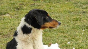 retrato de um cachorrinho. foto de perto de um cachorro