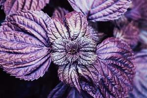 folhas abstratas de manjericão roxo closeup foto