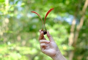 mão segurando a fruta alatus no fundo verde desfocado, nome científico dipterocarpus alatus roxb, yang, gurjan, keruing foto