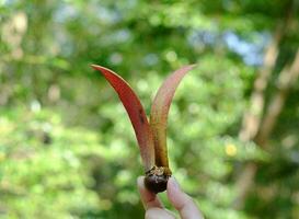 mão segurando a fruta alatus no fundo verde desfocado, nome científico dipterocarpus alatus roxb, yang, gurjan, keruing foto