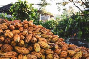 muitas vagens de cacau frescas em uma fábrica de cacau. foto