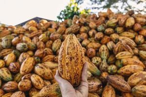 cápsulas de cacau fresco em mãos foto