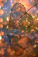 folha de álamo transparente seca de outono e gotas de orvalho foto