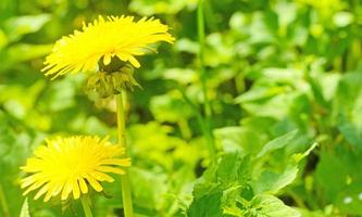 flores amarelas de dente-de-leão de verão. primavera, temporada de verão. foto