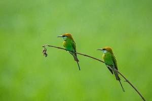 abelharuco verde asiático, pequeno abelharuco verde, sentado em um galho foto