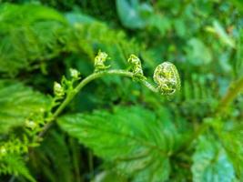 folhas jovens exóticas de planta de samambaia para fundo com tema de natureza. foto