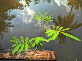 plantas que crescem à beira do lago para o fundo da natureza. foto