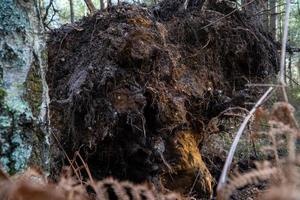 raízes de árvores caídas com terra foto