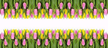 fronteira de flores de tulipa rosa e amarela isolada no fundo branco foto