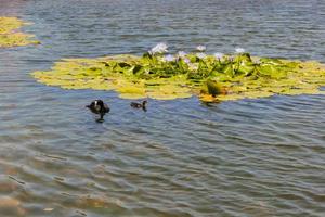 família galeirão na lagoa. pássaro aquático negro, cidade do cabo. foto