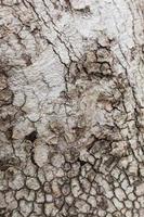 fundo de textura de árvore de madeira velha foto
