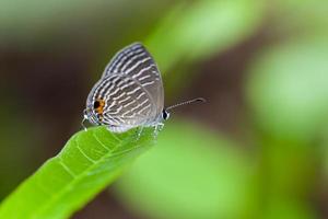 uma borboleta manchada cinza empoleira-se em uma folha verde foto