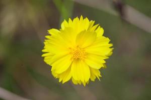 flor dália amarela foto
