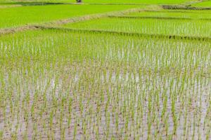 broto de arroz jovem pronto para crescer no campo de arroz foto