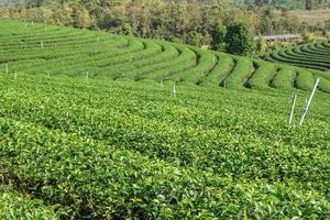 plantação de chá na montanha foto