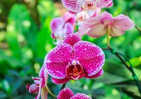 close-up linda orquídea rosa foto