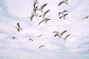 gaivotas voando no céu nublado foto