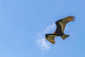 tropical black turkey abutre cathartes aura aura céu azul méxico. foto