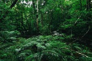fundo de arbustos de samambaia tropical folhagem verde exuberante na floresta tropical com árvore de planta natural e rio de fluxo de cachoeira - cenários florais de folha verde bem como temas tropicais e selva floresta amazônica foto