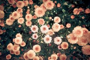 cenários florais de close-ups destacando os belos detalhes natureza fundo de flores de crisântemo visuais florais que causam impacto foto