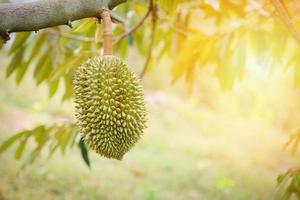 fruta durian pendurada na árvore durian no jardim foto