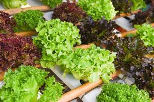 fundo vegetal de salada de alface de carvalho verde e carvalho vermelho no sistema hidropônico de vegetais frescos de fazenda foto