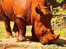 o rinoceronte está comendo muitas frutas, rinocerontes e poeira vermelha. foto