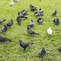 os pombos estão comendo no gramado. foto