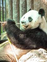 panda em chiang mai tailândia. foto