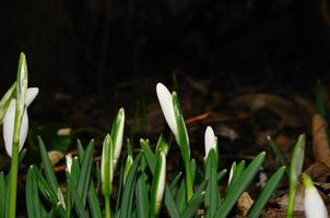 snowdrops frescos fechados na floresta foto