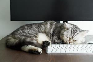 mantenha a calma e fique em casa conceito. gato fofo dorme na área de trabalho ao lado do computador. foto