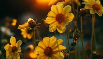lindas flores amarelas de camomila dentro do jardim foto