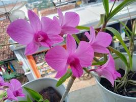 linda orquídea rosa no pote foto