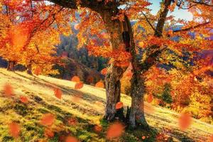estrada da floresta no outono. paisagem. ucrânia europa foto