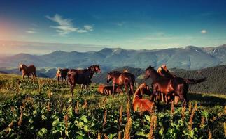 a manada de cavalos nas montanhas em fantástico ensolarado foto