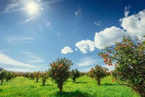 vistas fantásticas das belas laranjeiras na Itália. foto