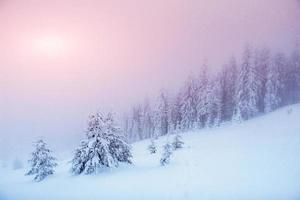 árvores de paisagem de inverno na geada e neblina foto