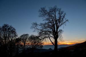 pôr do sol com árvore foto