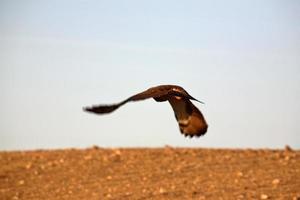 grande coruja em voo em saskatchewan foto