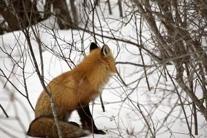 raposa vermelha no inverno foto