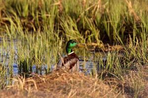 pato-real ao lado do pântano de beira de estrada foto