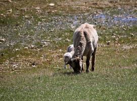 ovelha com cordeiro no pasto de saskatchewan foto