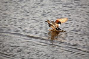 galinha de gadwall voando do buraco de saskatchewan foto